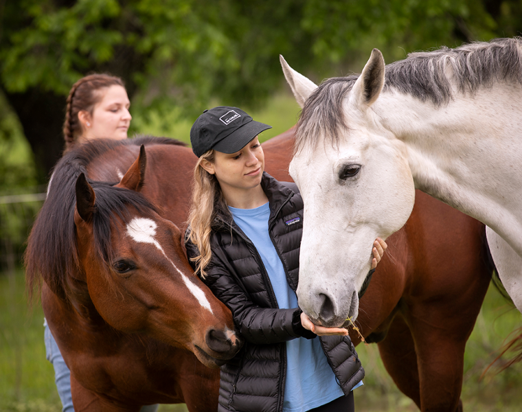 Equine Freedom-Reigns small