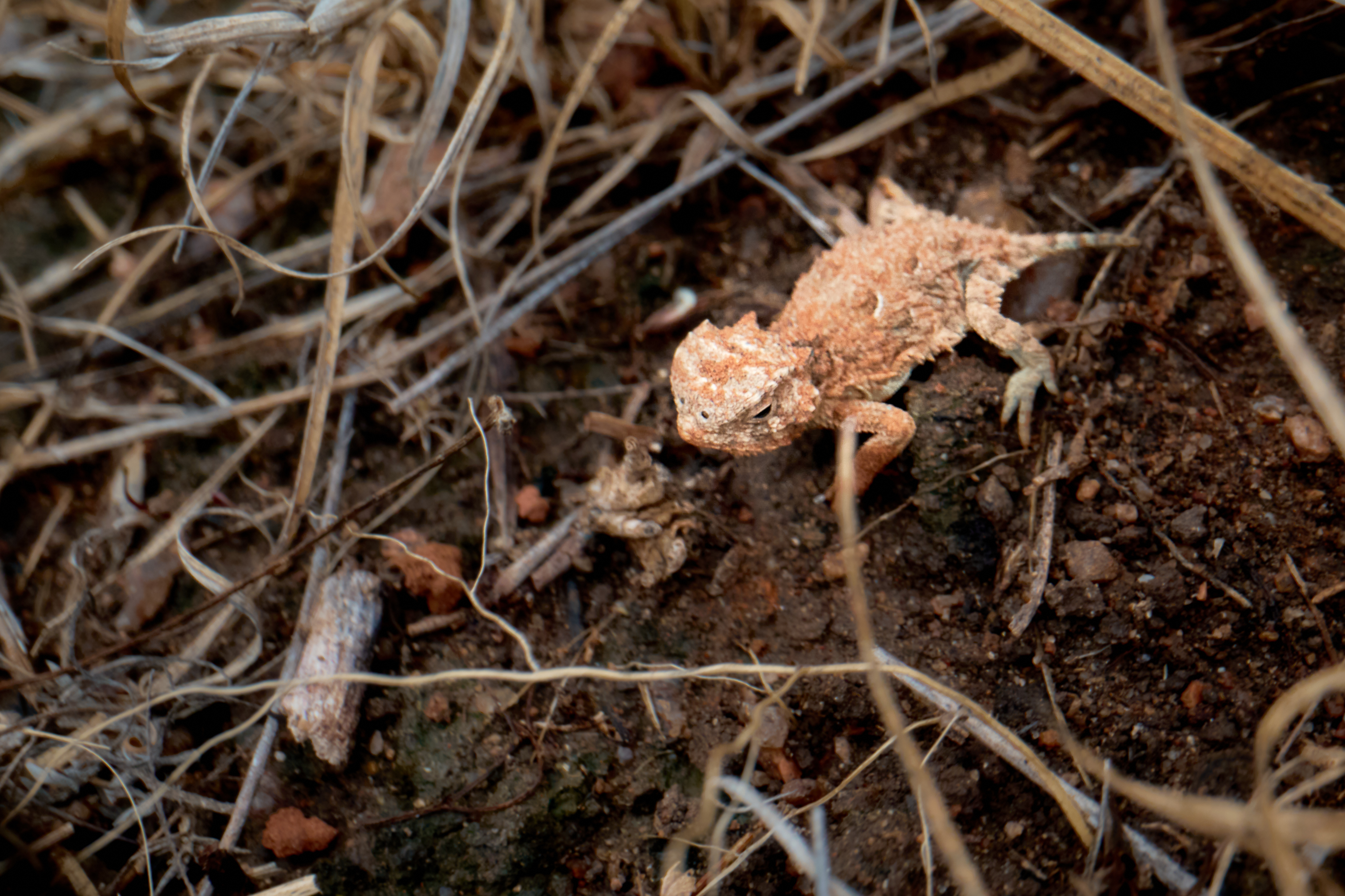 Baby horned frog