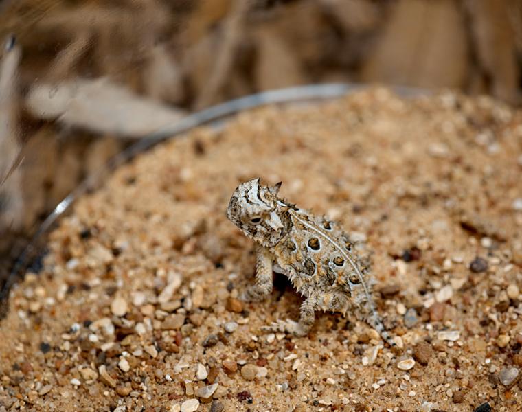 Small horned frog.