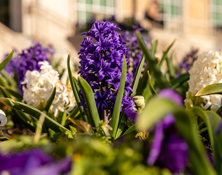 purple and white flowers