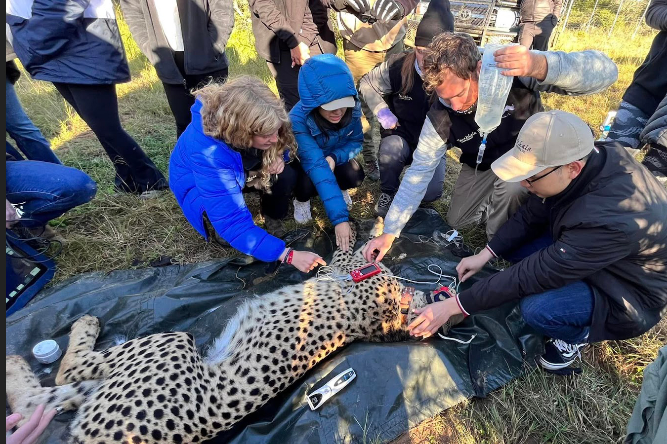 TCU Study Abroad Cheetah