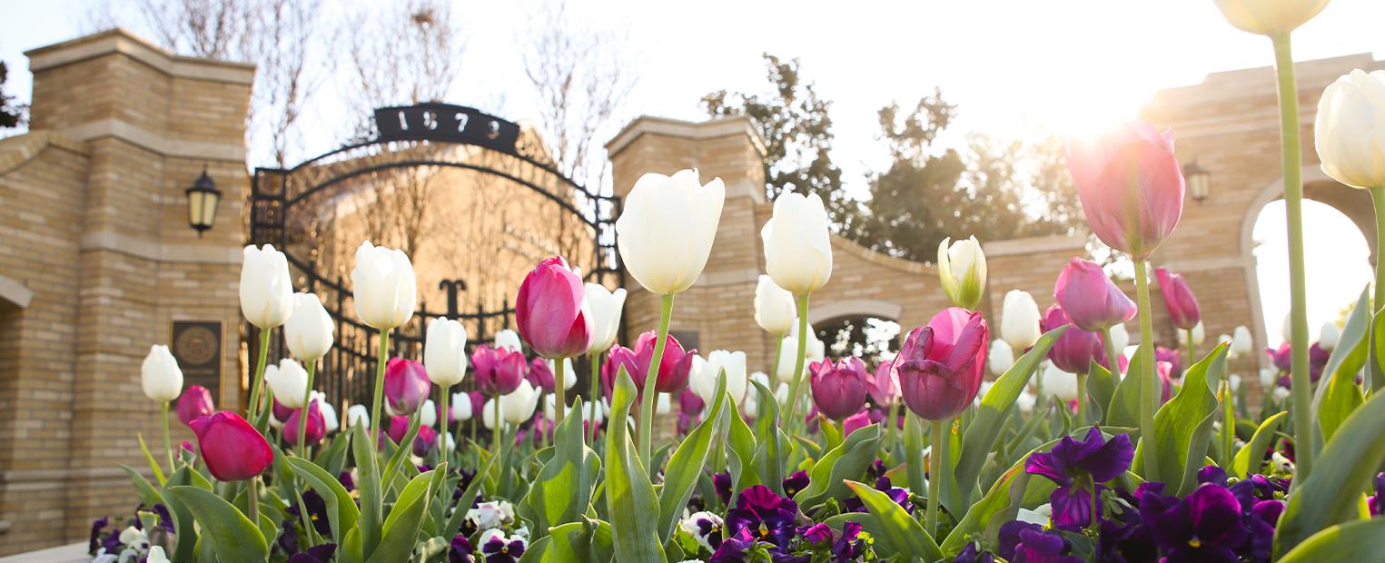 tulips in front of a campus entrance 